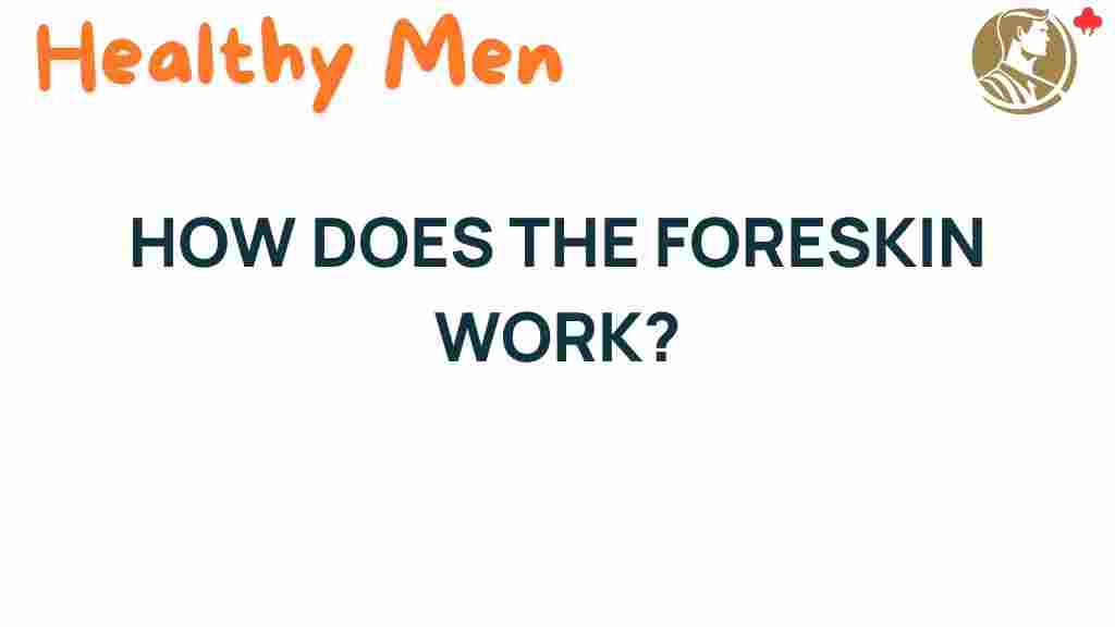 foreskin-function-anatomy