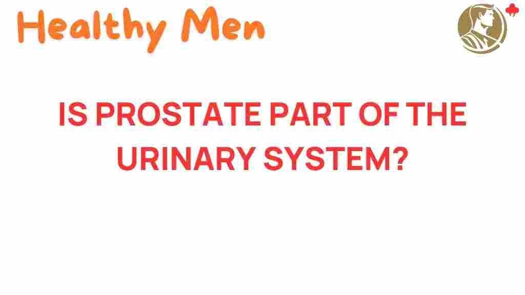 prostate-urinary-system