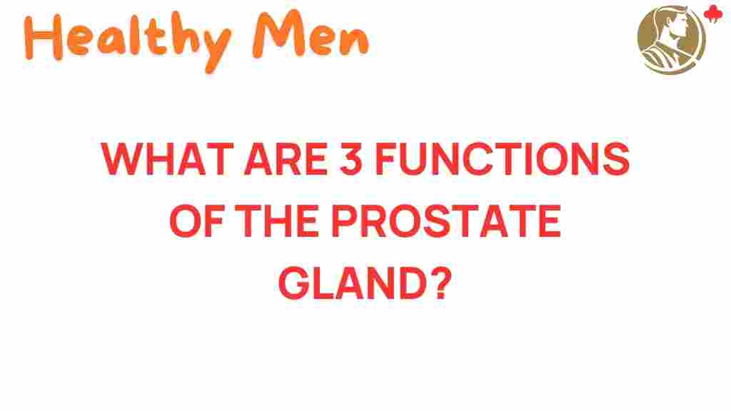prostate-functions