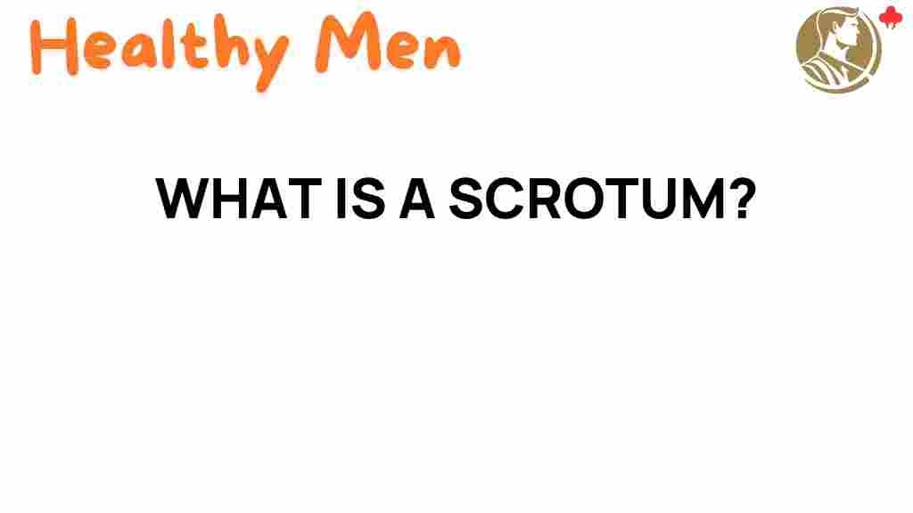 scrotum-anatomy-exploration