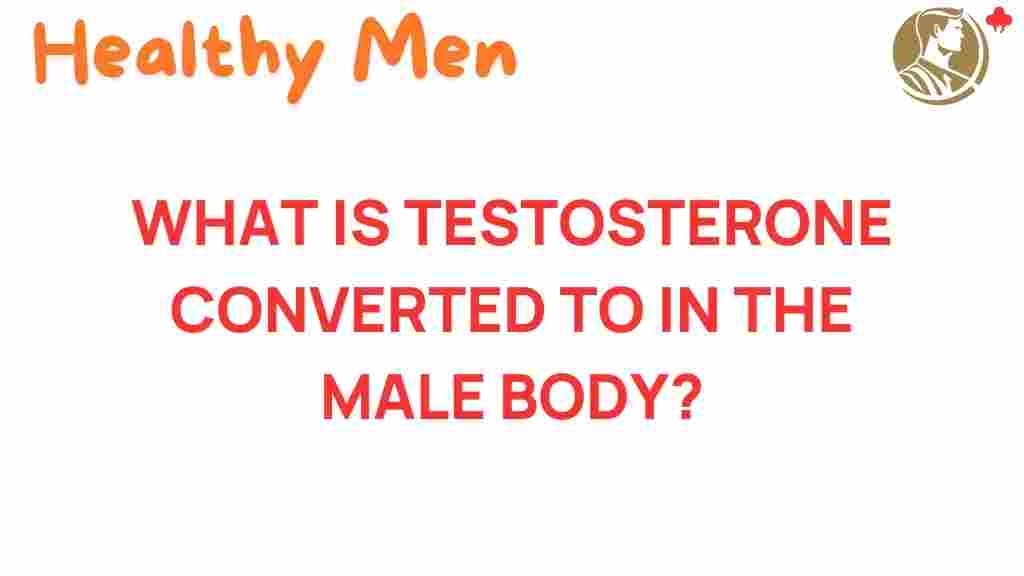 testosterone-conversion-male-body