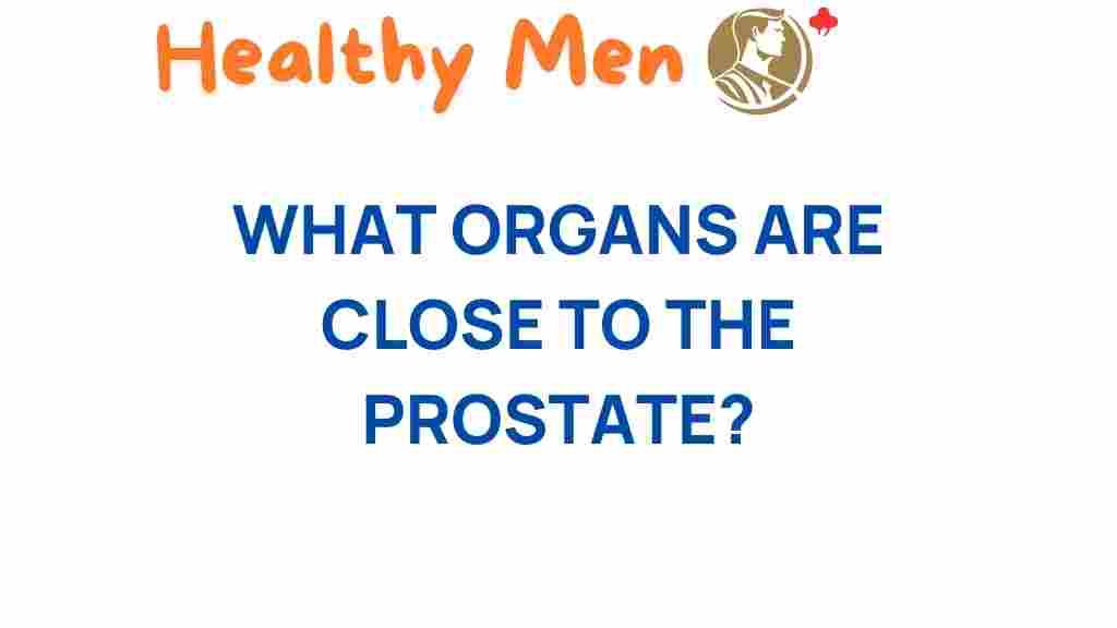 prostate-nearby-organs