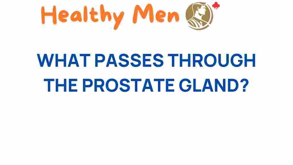 unlocking-mysteries-prostate-gland