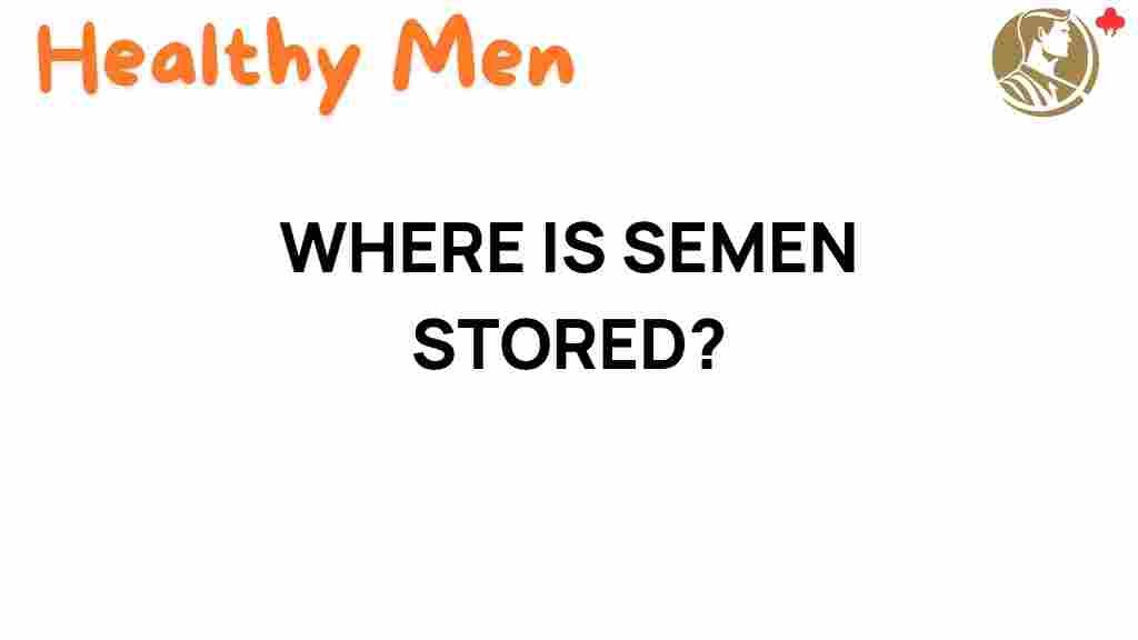 semen-storage-male-body