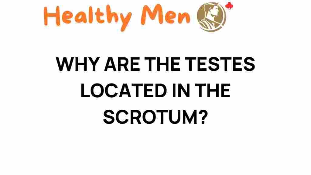 why-are-the-teste-located-in-the-scrotum